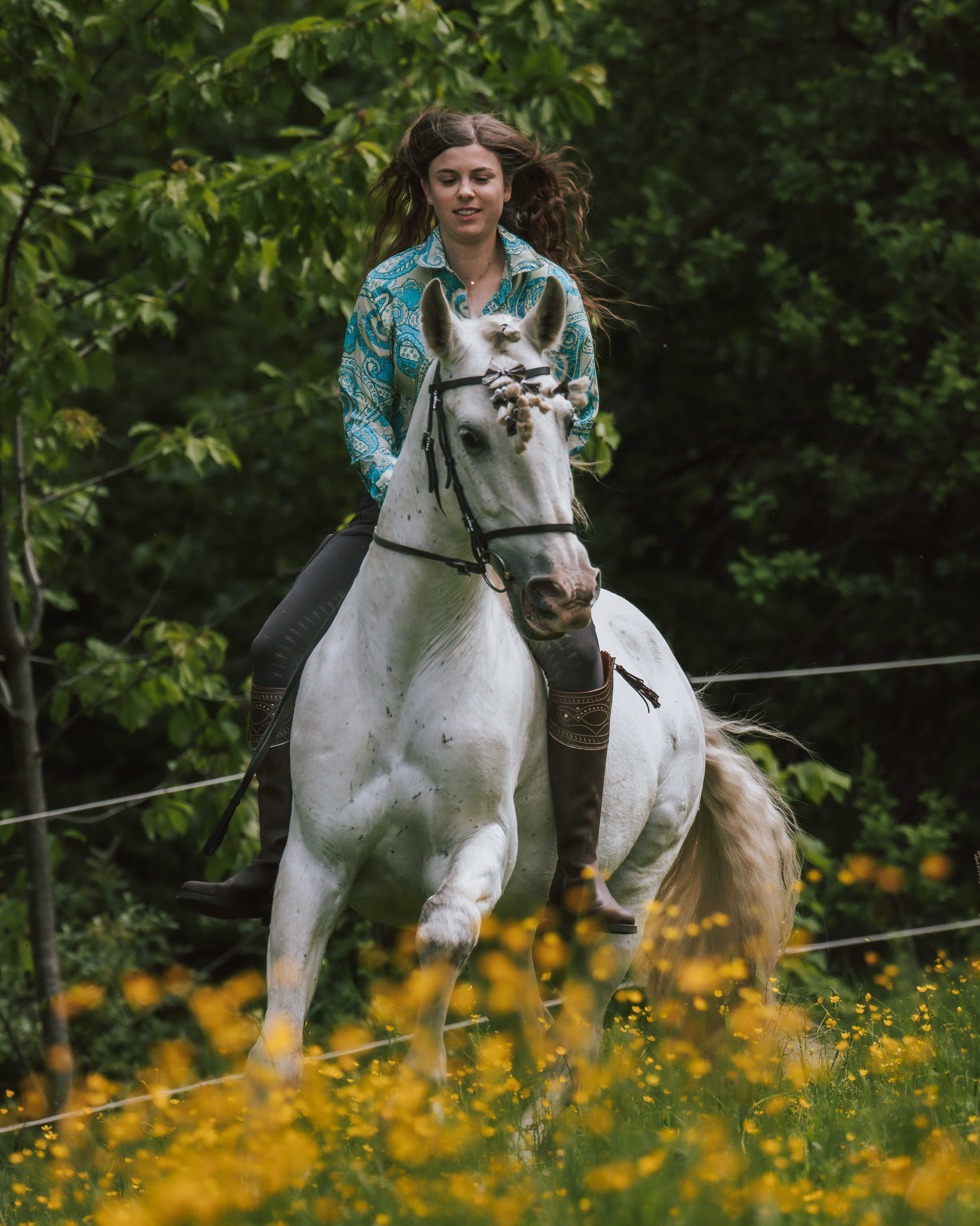 Horse photography
