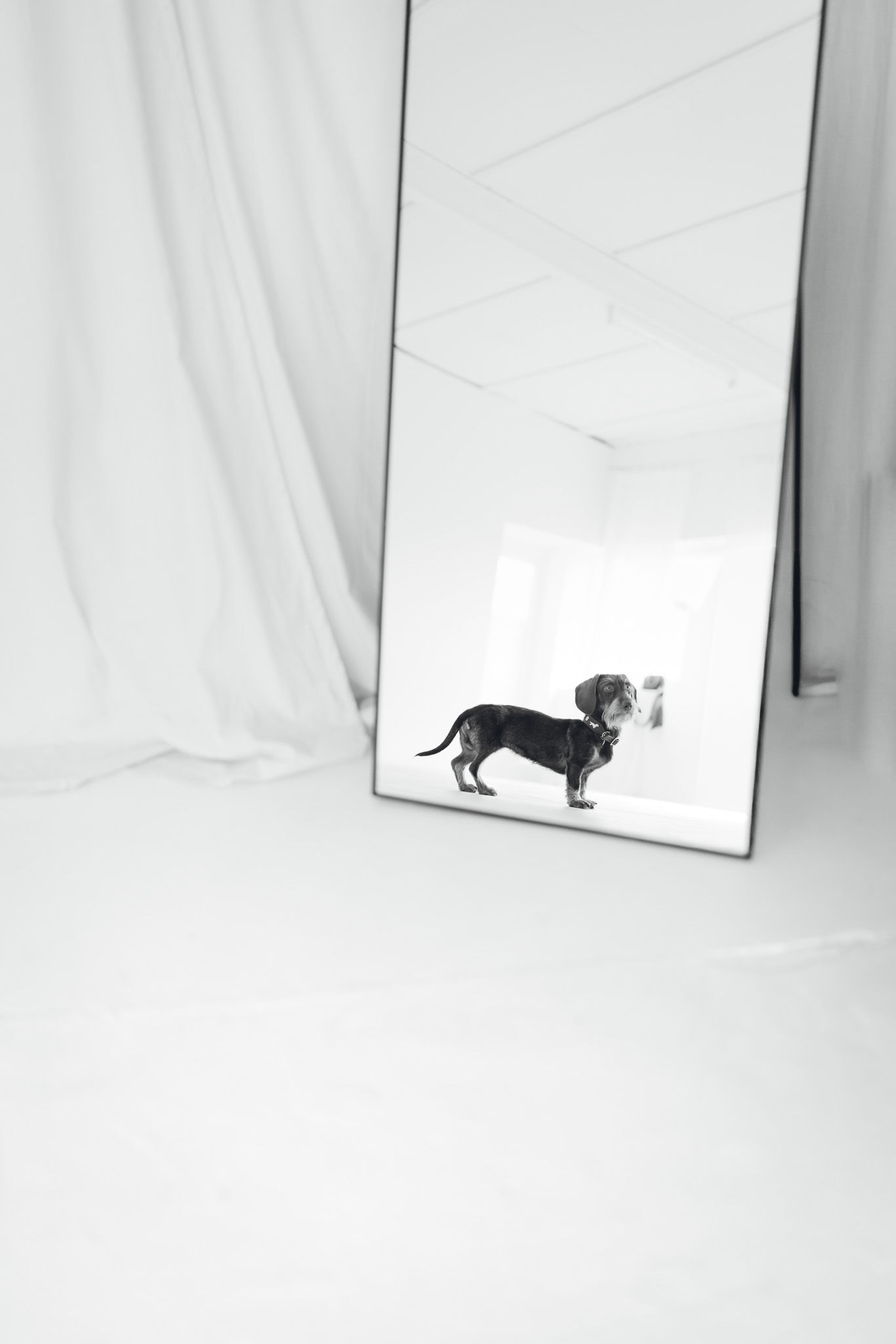 Tierfotografie Alpen – Mario Schubert Photography