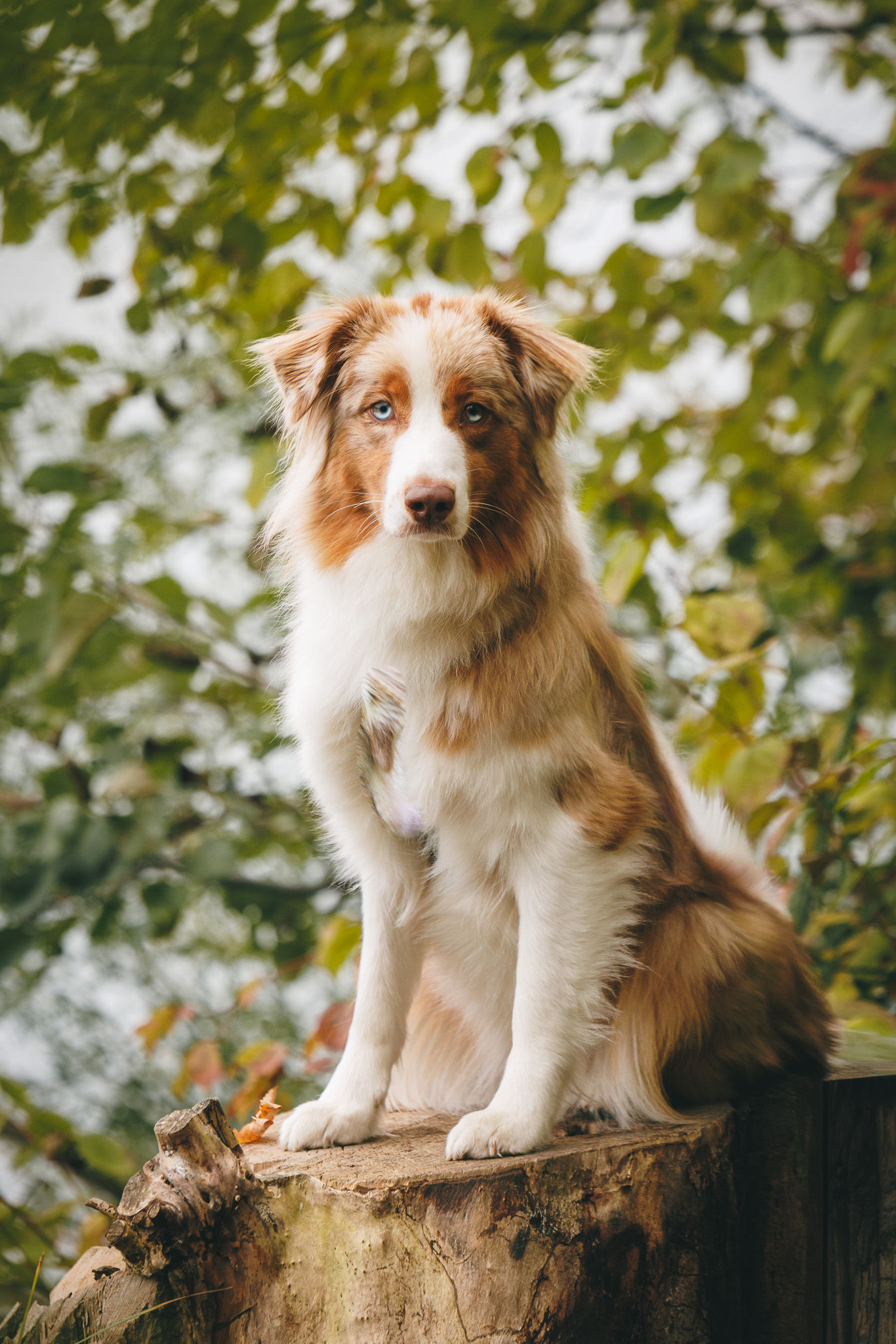 Professionelle Tierfotografie – Hundeportrait Outdoor in Tirol